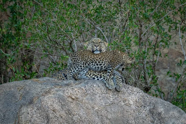 Leopard Cub Щітки Повз Матір Скелі — стокове фото