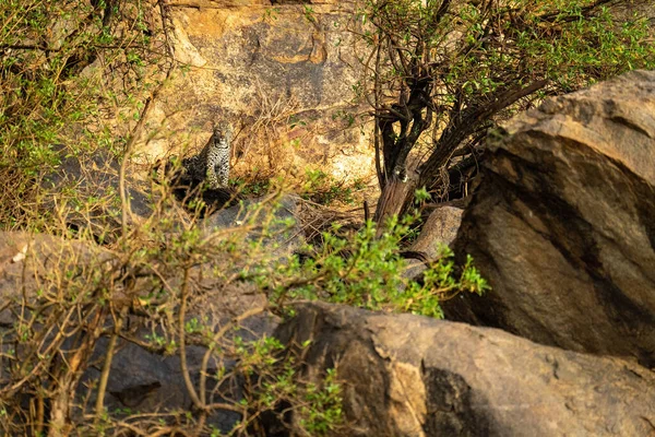 Leopard Cub Siedzi Kamerze Obserwacyjnej Rock — Zdjęcie stockowe