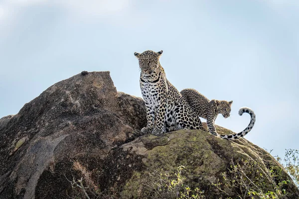 Leopardenjunges Überholt Mutter Auf Felsen Sitzend — Stockfoto