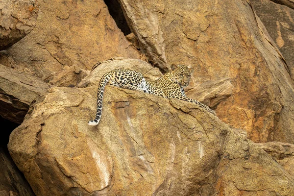 Leopard Cub Сидить Скелі Дивлячись Нижче — стокове фото