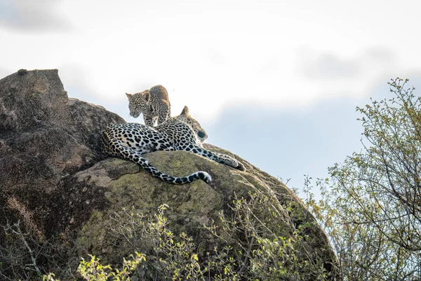 Leopardenjunges Läuft Auf Felsen Mutter Vorbei — Stockfoto