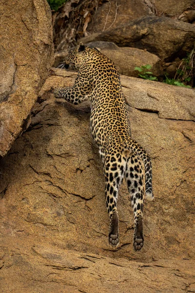 Леопард Воздухе Прыгающий Крутой Скале — стоковое фото