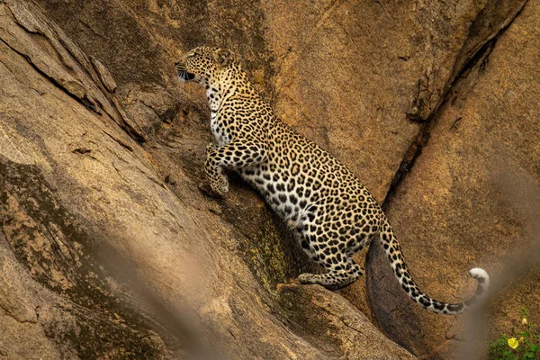 Leopardo Salta Empinada Cara Roca Levantamiento Frente — Foto de Stock
