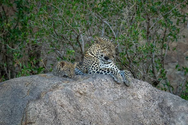 Leopard Lies Asleep Boulder Cub — Stock Photo, Image