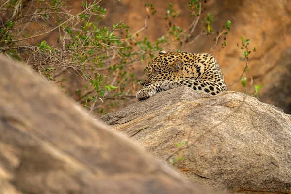 Leopard Spí Skále Křoví — Stock fotografie