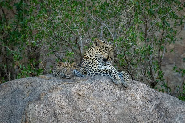 Leopardo Está Dormindo Rocha Com Filhote — Fotografia de Stock