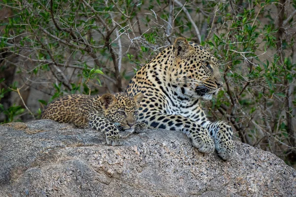 Leopard Liegt Neben Jungtier Auf Schattigem Felsen — Stockfoto