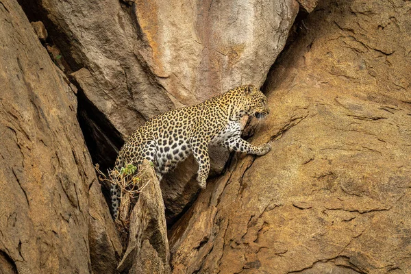 Leopardo Deja Cueva Sube Roca Cara —  Fotos de Stock
