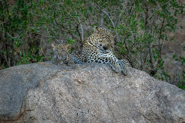 Leopardo Está Dormindo Rocha Com Filhote — Fotografia de Stock