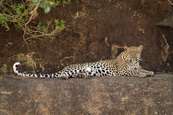 Leopardo Giace Accovacciato Sporgenza Cespuglio — Foto Stock