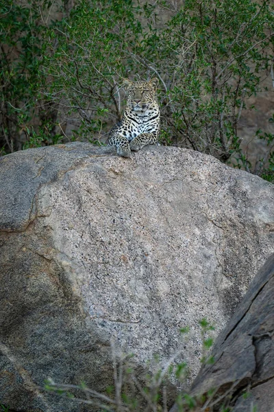 Leopard Lies Facing Ahead Shady Boulder — Stock Photo, Image