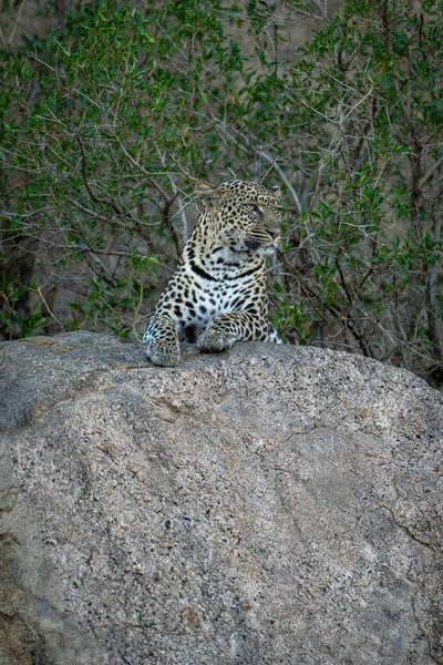 Леопард Лежит Глядя Тенистой Скалы — стоковое фото