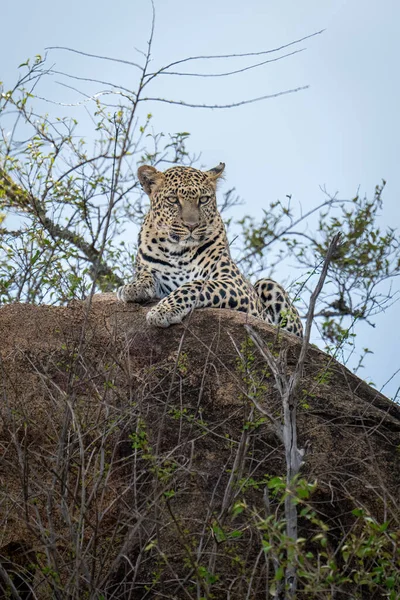 Leopard Liegt Auf Felsbrocken Und Starrt Durch Gebüsch — Stockfoto