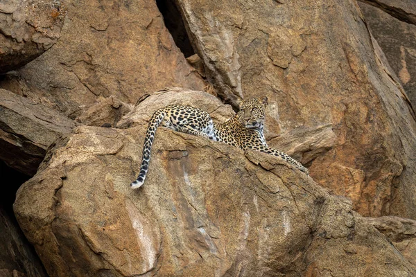 Leopard Ligger Blickande Tillbaka Klippavsatsen — Stockfoto