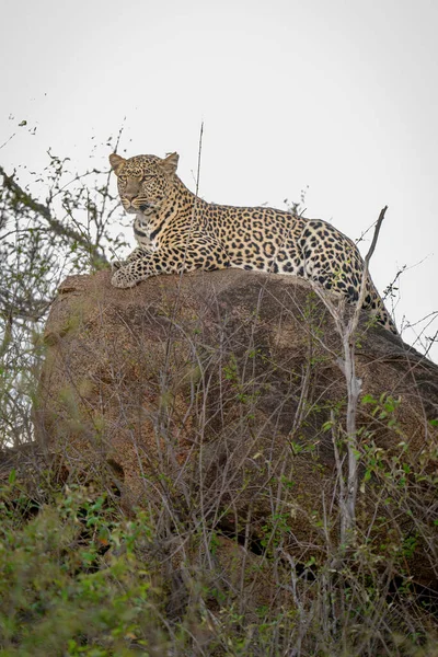 Leopard Liegt Auf Felsbrocken Zwischen Dichtem Gebüsch — Stockfoto