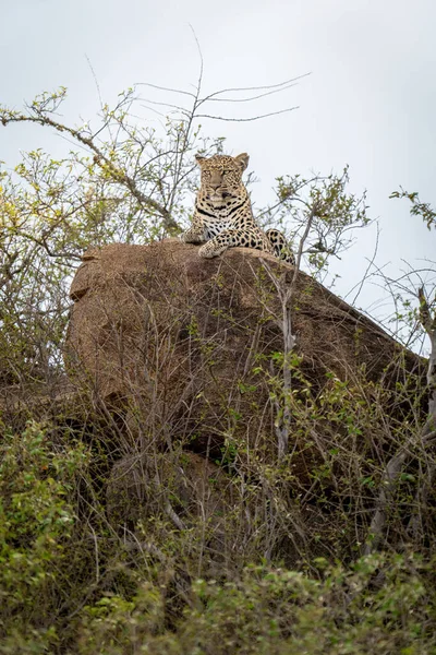 Leopard Lies Boulder Staring Bushes — Stock Photo, Image