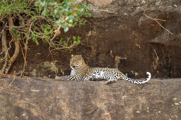 Leopard Leží Římse Vedle Spletitého Keře — Stock fotografie