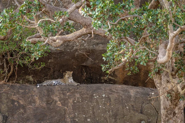 표범은 나뭇가지로 선반에 — 스톡 사진