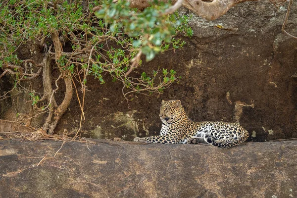 Леопард Лежить Виступі Під Заплутаними Гілками — стокове фото