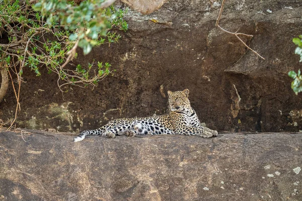 Leopard Leží Římse Zarámované Stromem — Stock fotografie