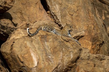 Leopar kayalık çıkıntıda uzanmış aşağıya bakıyor.