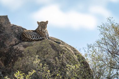 Leopard lies on sunlit rock watching camera clipart
