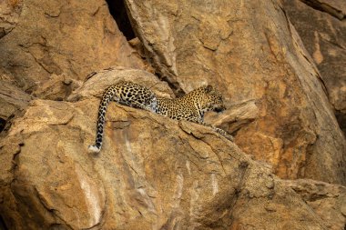 Leopar dik kayalıklarda yatar ve aşağıya bakar.