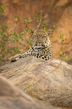 Leopar dallarla kayaların üzerinde yatıyor.