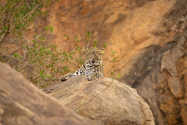 Леопард Лежить Скелі Біля Листових Кущів — стокове фото