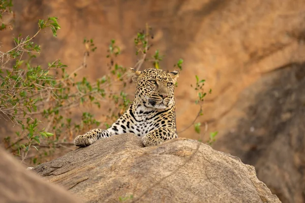 Leopardo Yace Roca Junto Frondoso Arbusto — Foto de Stock