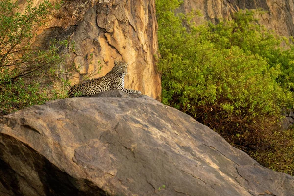 Leopar Sık Çalıların Arasında Kayaların Üzerinde Yatıyor — Stok fotoğraf