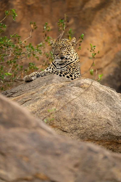 Leopardo Yace Roca Cerrando Los Ojos — Foto de Stock