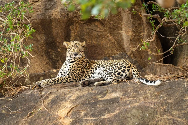 Leopard Leży Skale Otoczonej Gałęziami — Zdjęcie stockowe