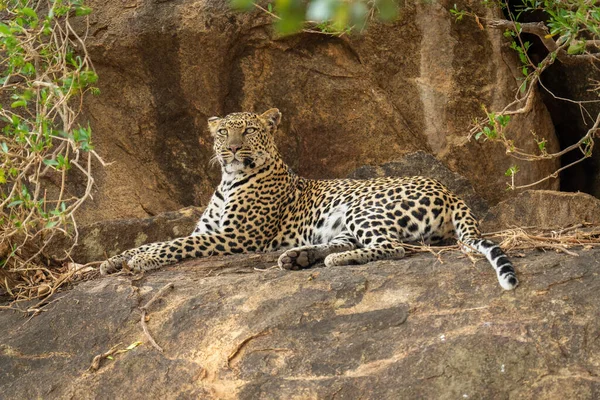 Леопард Лежит Скале Обрамлённой Листьями — стоковое фото