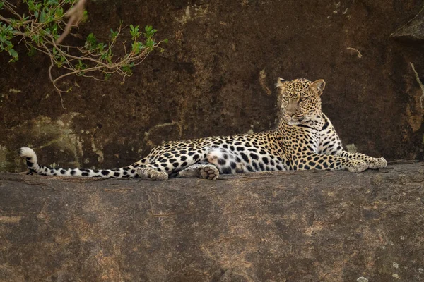 Leopardo Yace Roca Mirando Por Encima Del Hombro — Foto de Stock