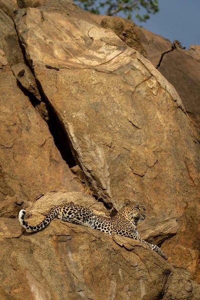 Leopardo Jaz Borda Rock Olhando Para Frente — Fotografia de Stock