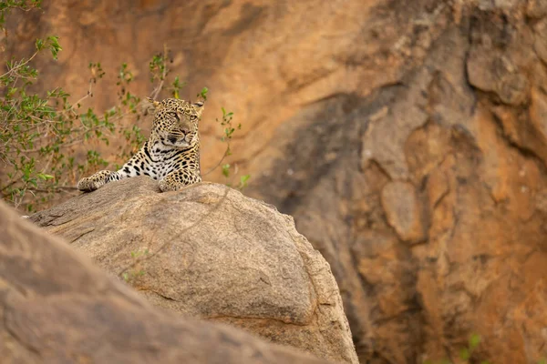 Леопард Лежить Скелі Біля Листяного Куща — стокове фото