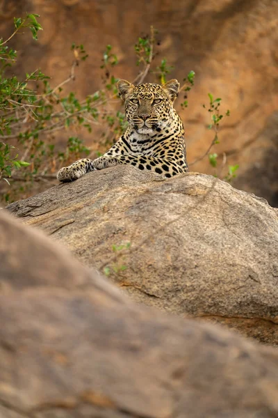 Leopardo Yace Roca Mirando Fijamente Cámara — Foto de Stock