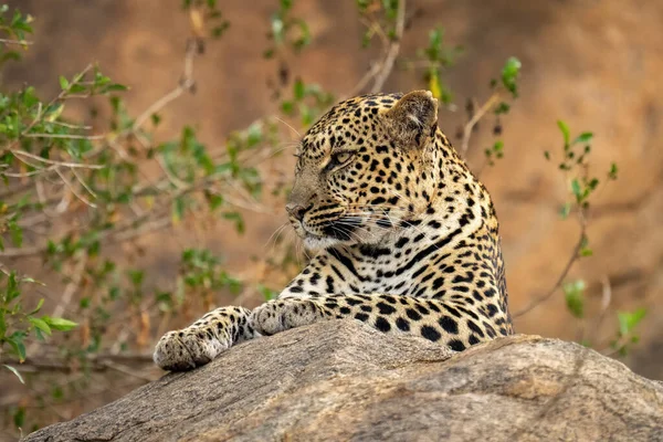 Leopardo Jaz Rocha Com Arbusto Atrás — Fotografia de Stock