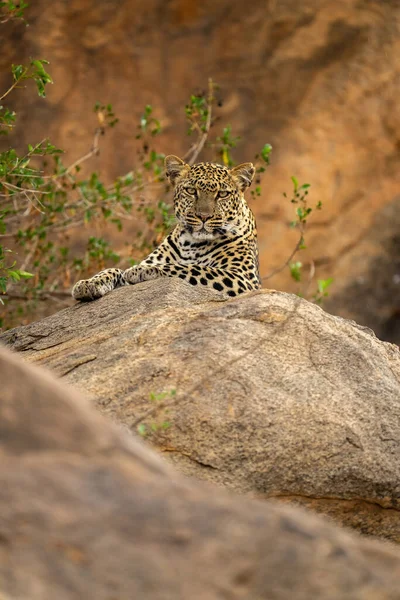 Леопард Лежит Камне Смотрит Камеру — стоковое фото