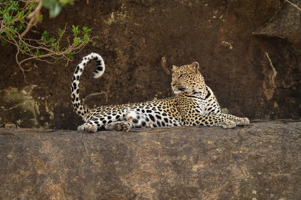 Leopardo Encontra Cauda Ondulação Borda Rochosa — Fotografia de Stock