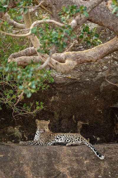 Leopard Lies Rocky Ledge Eyeing Camera — Stock Photo, Image