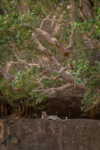 표범은 뒤얽힌 나뭇가지 바위에 — 스톡 사진