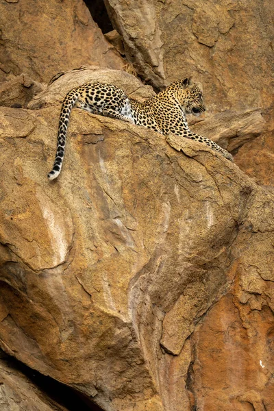 stock image Leopard lies on rocky ledge gazing ahead