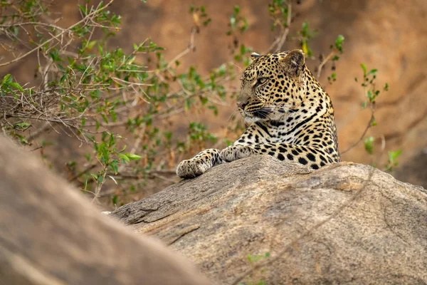Leopardo Yace Roca Con Arbustos Cerca — Foto de Stock