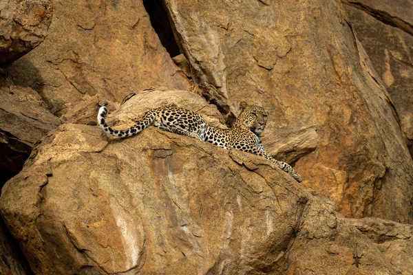 Leopard Ligger Klippavsats Med Fångst Ljus — Stockfoto