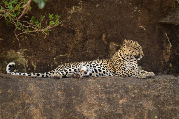 Leopard Βρίσκεται Στο Βραχώδες Περβάζι Κοιτάζοντας Μπροστά — Φωτογραφία Αρχείου
