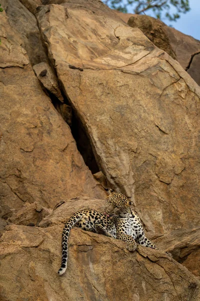 Leopard Liegt Auf Felsvorsprung Und Leckt Bein — Stockfoto