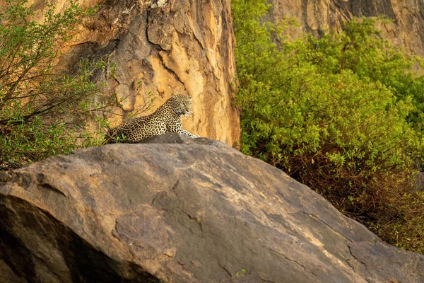 Леопард Лежит Скале Глядя Вдаль — стоковое фото