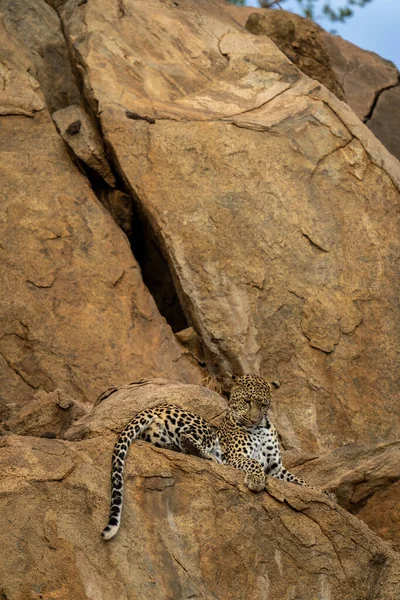 Leopard Ligger Klippkanten Och Stirrar Nedanför — Stockfoto